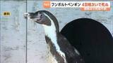 「フンボルトペンギンの死因は「鳥マラリア」とわかる　7月に4羽が相次いで死ぬ　仙台市の八木山動物公園が明らかに」の画像1
