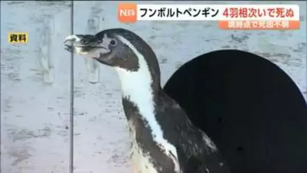 フンボルトペンギンの死因は「鳥マラリア」とわかる　7月に4羽が相次いで死ぬ　仙台市の八木山動物公園が明らかに