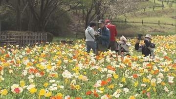 国営武蔵丘陵森林公園　アイスランドポピー見頃／埼玉県