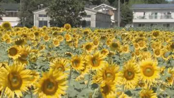 約１万本の「ヒマワリ」見頃／埼玉県狭山市