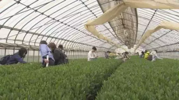 入間市　新茶の摘み取り始まる／埼玉県