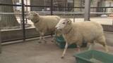 「上尾市の小動物園　新たな動物たちが仲間入り／埼玉県」の画像1