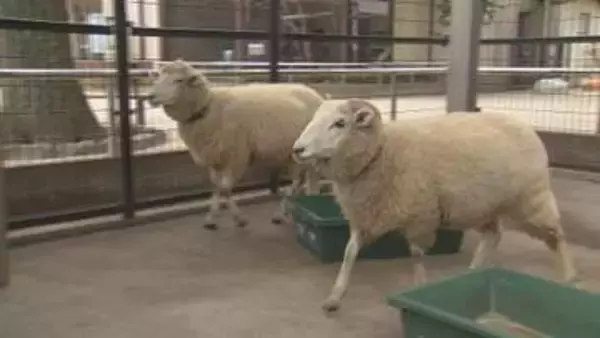 上尾市の小動物園　新たな動物たちが仲間入り／埼玉県