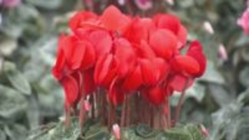 シクラメンの出荷　最盛期／埼玉県