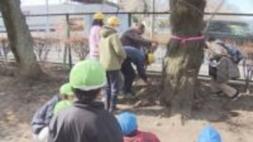 所沢市の小学校　「ソメイヨシノ」を未来につなぐ／埼玉県