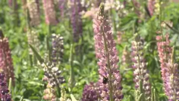 国営武蔵丘陵森林公園　ルピナス見頃／埼玉県