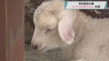 東武動物公園　ヒツジの赤ちゃん公開／埼玉県