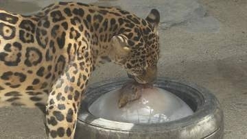 宮代町　東武動物公園　氷のプレゼントでひんやり／埼玉県
