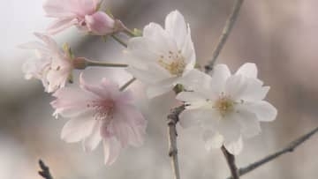 城峯公園の冬桜が開花／埼玉県