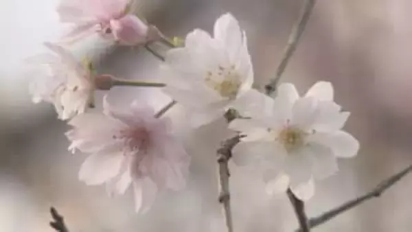 城峯公園の冬桜が開花／埼玉県