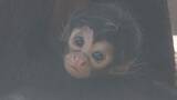 「東武動物公園　ジェフロイクモザルの赤ちゃん／埼玉県」の画像1