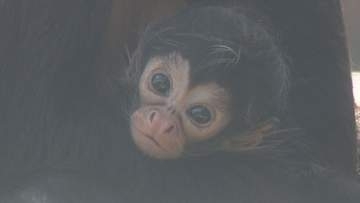 東武動物公園　ジェフロイクモザルの赤ちゃん／埼玉県