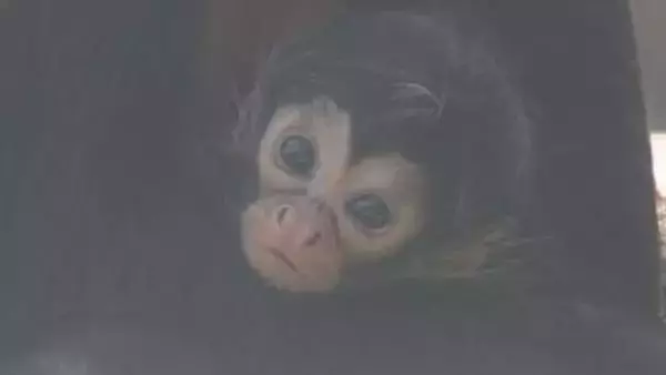 東武動物公園　ジェフロイクモザルの赤ちゃん／埼玉県