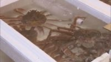 清水市長　一般開放中の大宮市場を視察／埼玉県