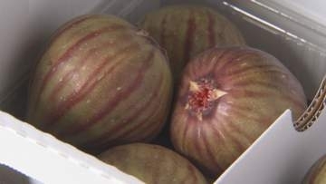 「イチジク」出荷始まる／埼玉県加須市