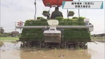 超早場米　「五百川」田植え始まる／埼玉県