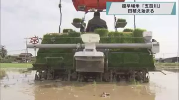 超早場米　「五百川」田植え始まる／埼玉県