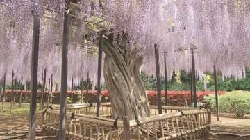 熊谷市 「江南の藤」見ごろ／埼玉県