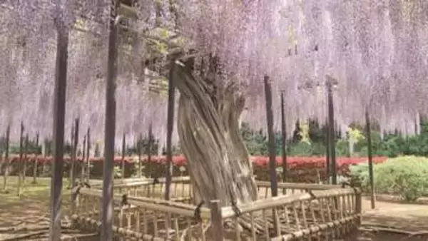 熊谷市 「江南の藤」見ごろ／埼玉県