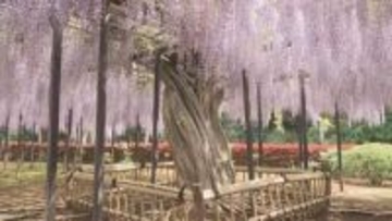 熊谷市 「江南の藤」見ごろ／埼玉県