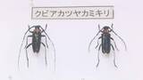 「クビアカ防除事業への支援求め　大野知事　石原環境相へ要望／埼玉県」の画像1