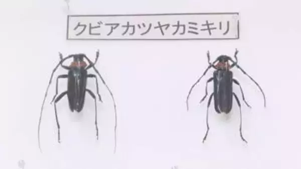 クビアカ防除事業への支援求め　大野知事　石原環境相へ要望／埼玉県