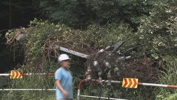 寄居町で倒木 昨夜の強い雨の影響か／埼玉県