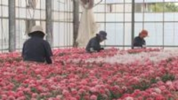 「母の日」前に　カーネーションの出荷が最盛期／埼玉県