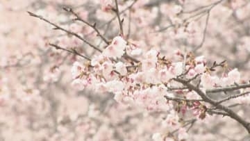 早咲きの桜　見頃／埼玉県坂戸市