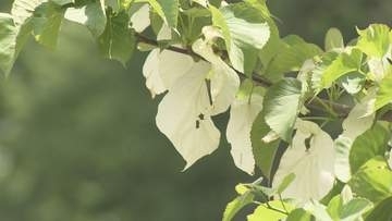狭山市　ハンカチノキ見頃／埼玉県