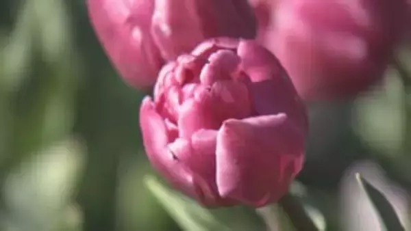 アイスチューリップ見頃／埼玉県