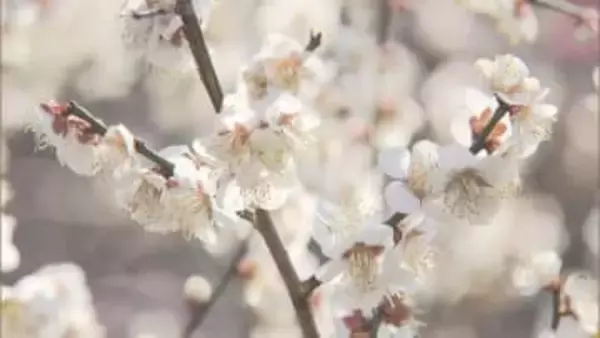 全観測地点でことし最高　５月並みの暖かさ／埼玉県