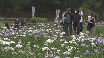智光山公園　「花菖蒲まつり」／埼玉県