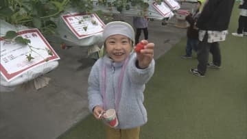地元の農園で園児がイチゴ狩り／埼玉県杉戸町