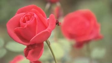 秋バラ見頃／埼玉県