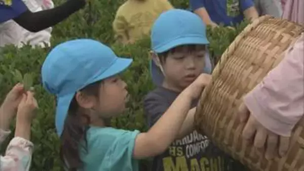 春日部市の茶園　子どもたちが「茶摘み」体験／埼玉県