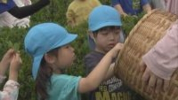 春日部市の茶園　子どもたちが「茶摘み」体験／埼玉県