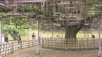 中仙道蕨宿　「苗木市」「藤まつり」／埼玉県