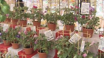 蕨市 「あさがお＆ほおずき市」／埼玉県
