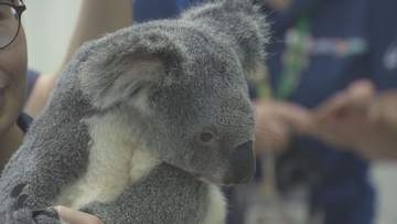 こども動物自然公園　コアラ２頭　新たに仲間入り／埼玉県
