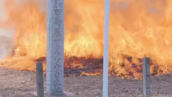 田島ヶ原サクラソウ自生地　草焼き／埼玉県