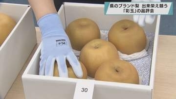 埼玉県のブランド梨　出来栄え競う　「彩玉」の品評会