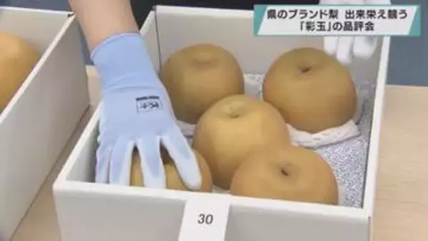 埼玉県のブランド梨　出来栄え競う　「彩玉」の品評会