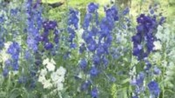 国営武蔵丘陵森林公園 デルフィニウム 見ごろ／埼玉県