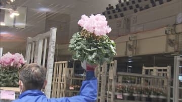 シクラメンの競り売り／埼玉県鴻巣市