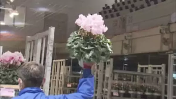 シクラメンの競り売り／埼玉県鴻巣市