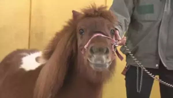 巳から午へ　東武動物公園　干支の引き継ぎ式／埼玉県