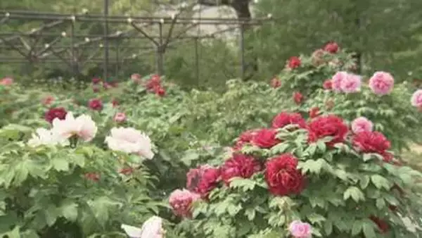 東松山ぼたん園　ぼたん見頃／埼玉県