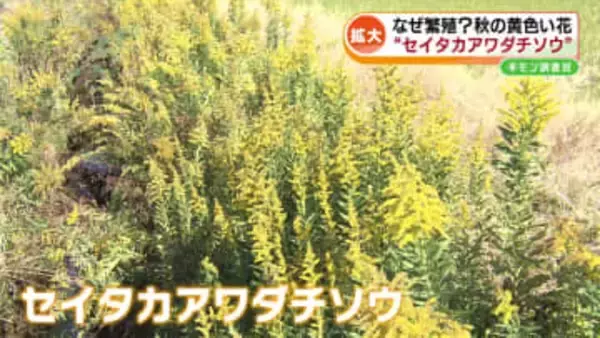【特集】もし我が家に生えていたら？ 外来植物 「セイタカアワダチソウ」 樹木医が生態解説 #ギモン調査班≪新潟≫