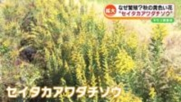 【特集】もし我が家に生えていたら？ 外来植物 「セイタカアワダチソウ」 樹木医が生態解説 #ギモン調査班≪新潟≫